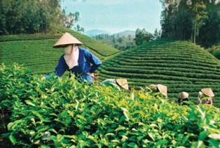 Solutions for Vietnamese Tea Sustainable Development