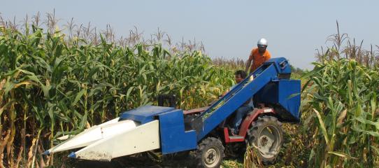 The first haverst of Ecofarm in Long An province