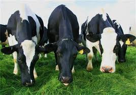 Vietnamese Dairy Industry: Opportunity and Challenge