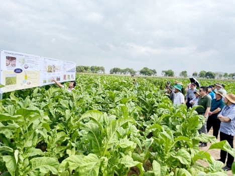 BAT-Vinataba participated in the trip to the leaf-growing area, recognizing many positive results